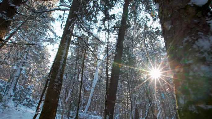 东北冬天雪后松树林