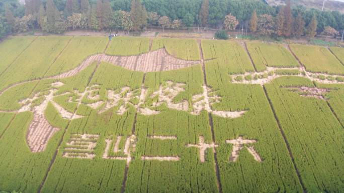 美丽乡村乡村振兴喜迎丰收稻田画航拍合集