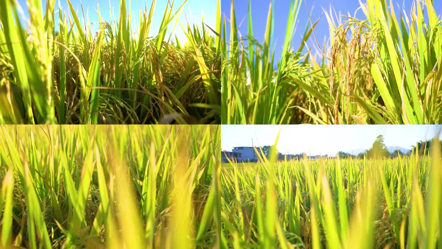 南方三农产品-农作物水稻