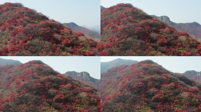 山东青州秋季的红叶航拍