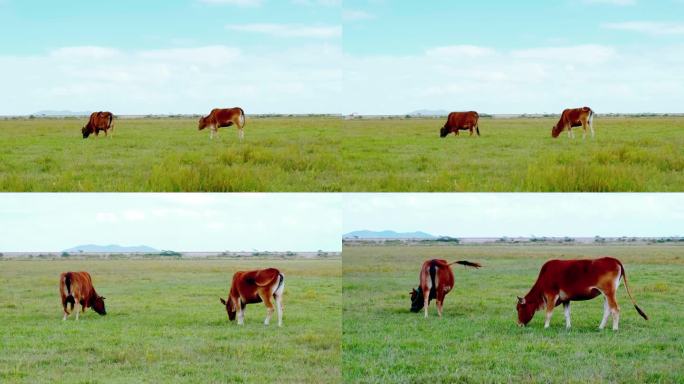 草原两头吃草的牛远中近景画面