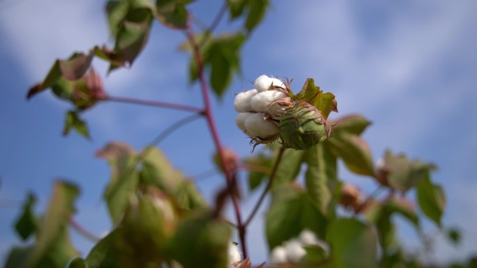 生长中的棉花，实拍棉花花絮