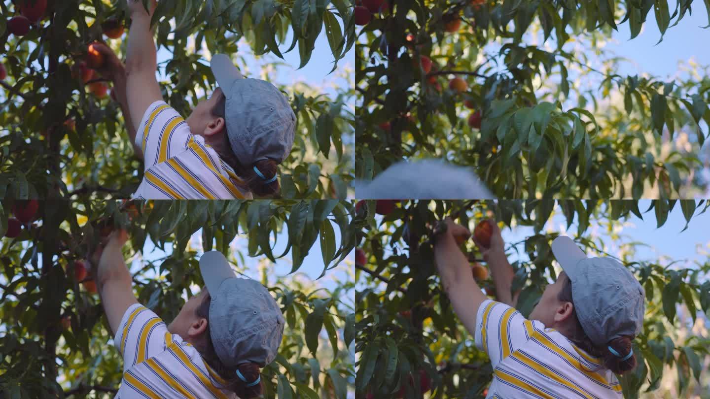 在有机果园的树上收集桃子的女人。素食妇女自己种植食物。