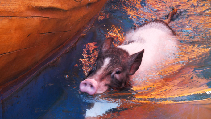 小猪 小猪表演 宠物猪 动物表演 猪游泳