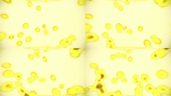 脂肪细胞。脂肪细胞显微镜三维动画模拟