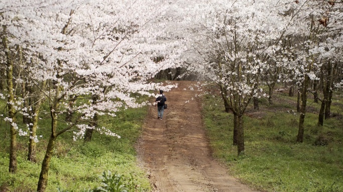 樱花林 樱花雨