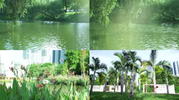 公园湖面波光粼粼 柳叶 椰子树