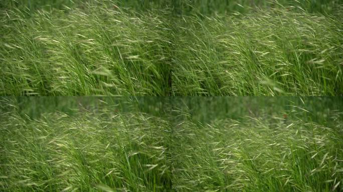 夏天的风和绿草丰收风吹麦浪微风拂面