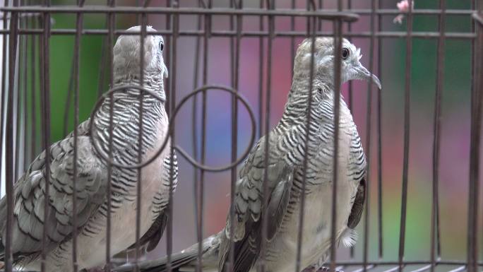 笼子里的鸽子白鸽养殖鸟类肉鸽子