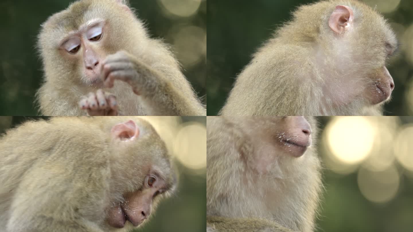 猴子生活在泰国考艾国家公园的森林里