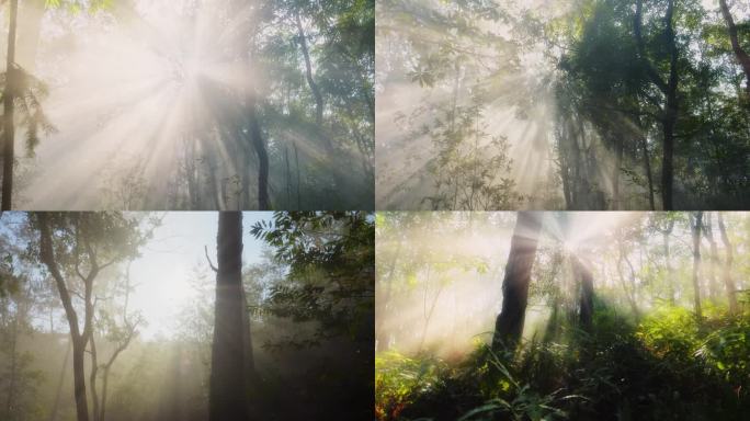 4K实拍清晨丁达尔光影森林树林树木
