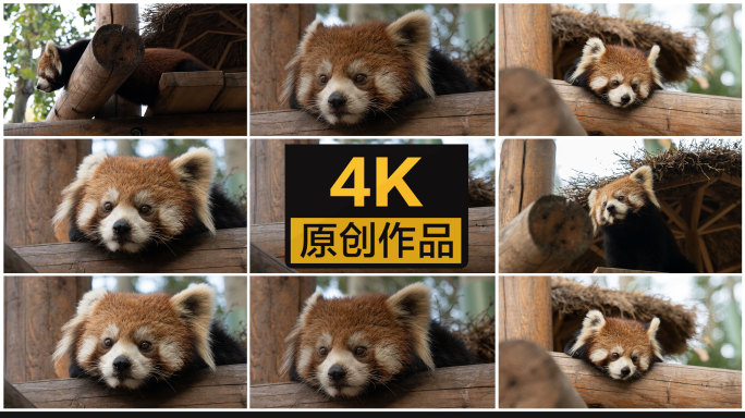 【4K】小熊猫在树干上休息