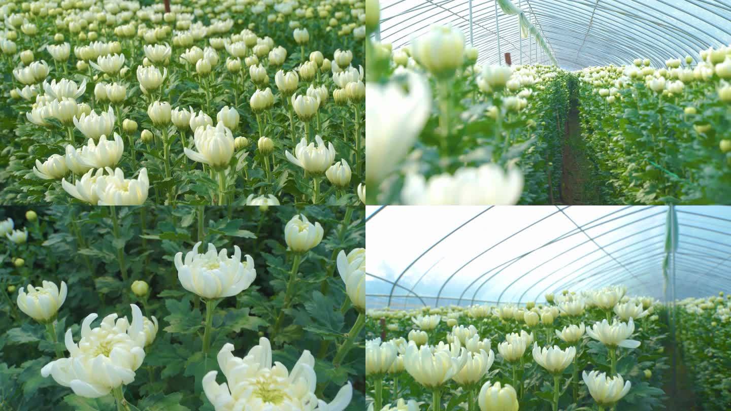4K白菊种植大棚基地