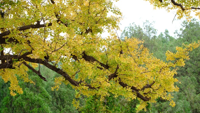 银杏树枝头树叶秋天的银杏树