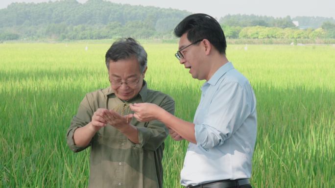 水稻检查