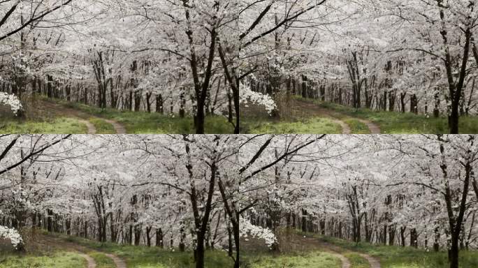 樱花林 樱花雨