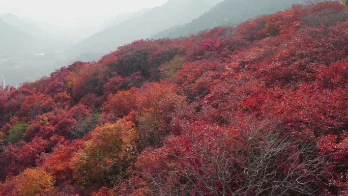 山东青州庙子红叶谷秋季风光