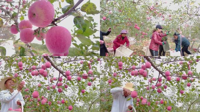 洛川苹果产地