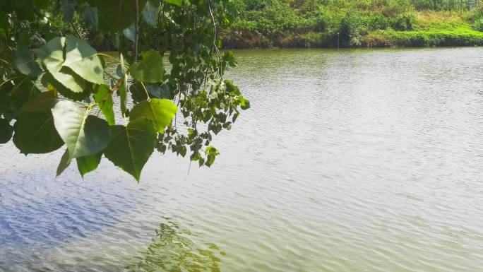重庆大磨滩湿地公园湖畔自然风光