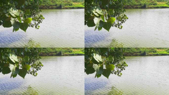 重庆大磨滩湿地公园湖畔自然风光