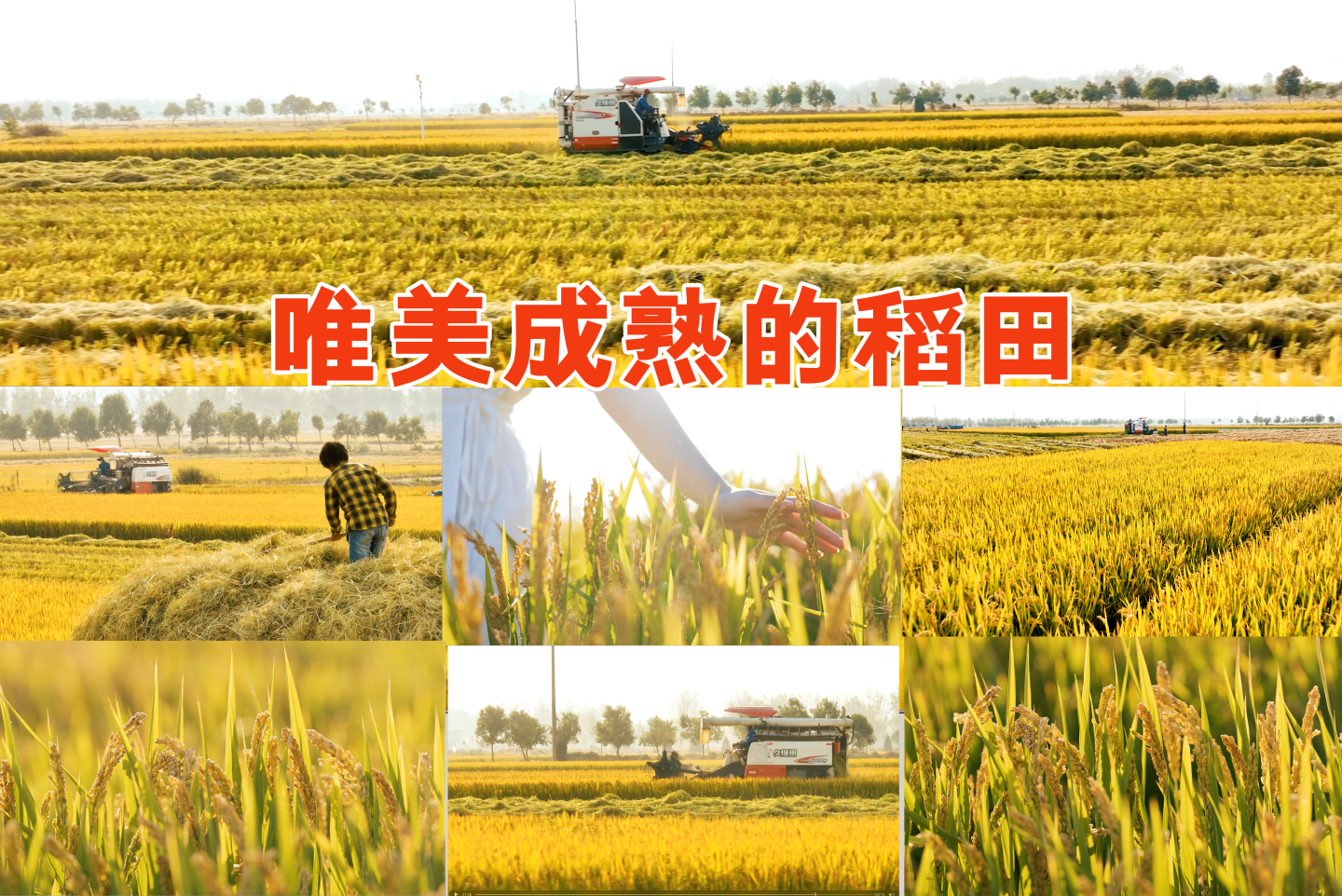 少女的手轻抚成熟的稻子收割机在收获稻谷