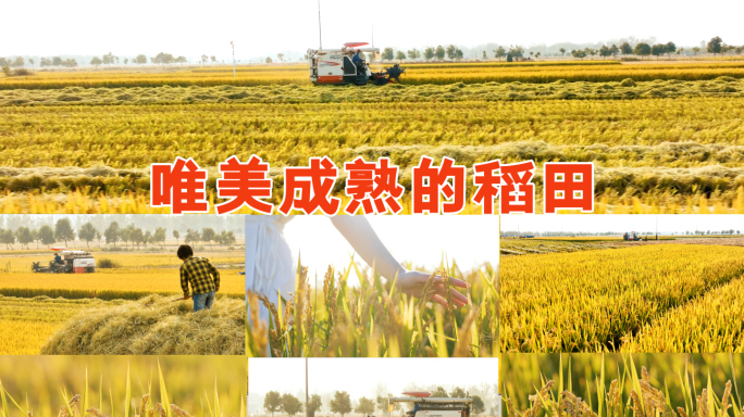 少女的手轻抚成熟的稻子收割机在收获稻谷