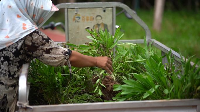 园林种植-工人移栽金菊