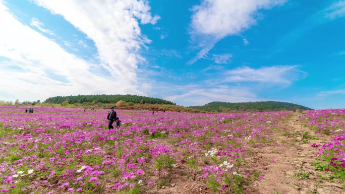 4K 花海 鲜花 花朵 延时