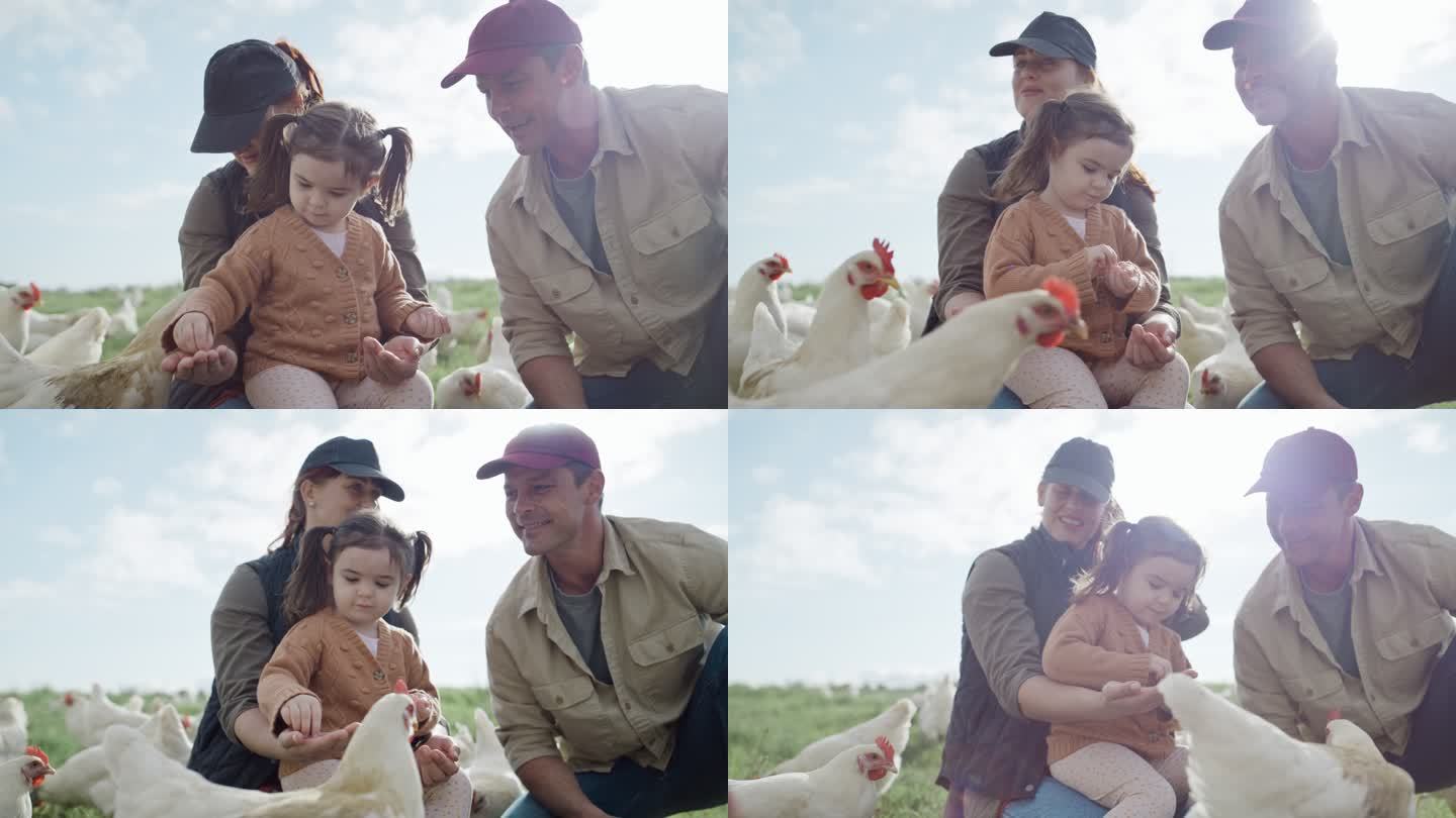 快乐的家庭在农场养鸡，享受乐趣，了解田里的动物。母亲、父亲和他们的女儿过着可持续的生活。农夫教小女孩