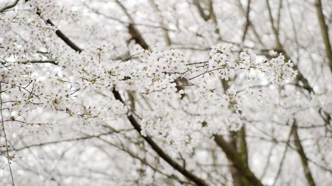 樱花林 樱花雨