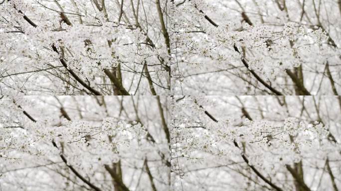 樱花林 樱花雨