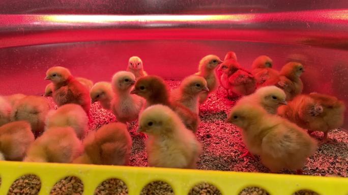 圈养小鸡购买农场家禽视频系列