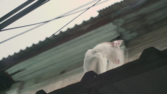 好奇的小猫屋顶房顶