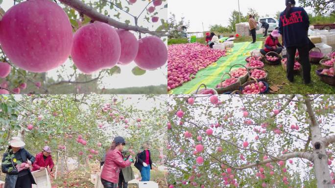 苹果产地