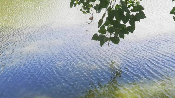 重庆大磨滩湿地公园湖畔自然风光
