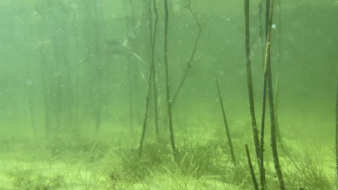 水下芦苇景观海底生态海底水草
