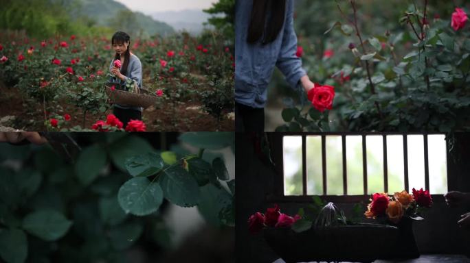 春暖花开美女在玫瑰园采花月季花开