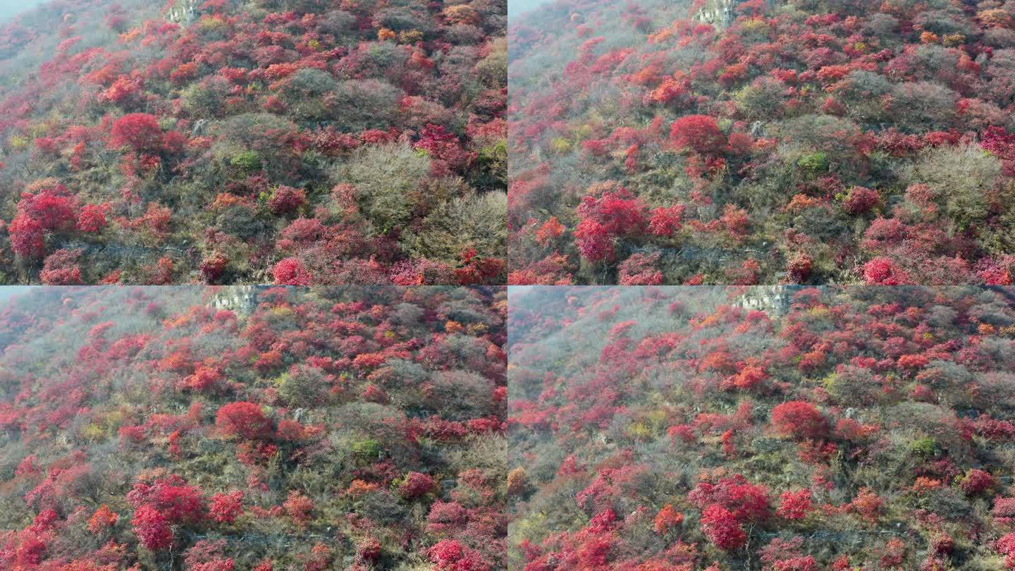 山东青州秋季的红叶风光