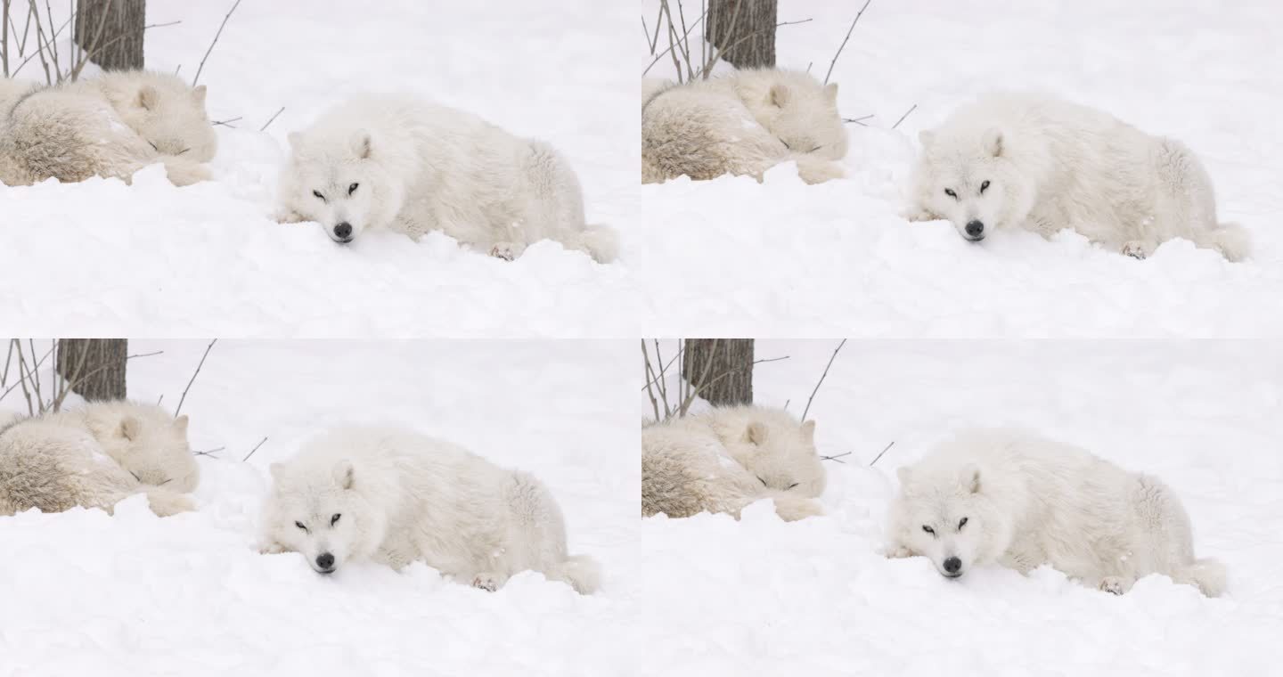 北极狐在森林中寻找对手和危险并休息