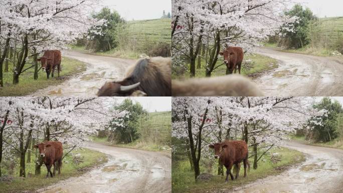 樱花林 樱花雨