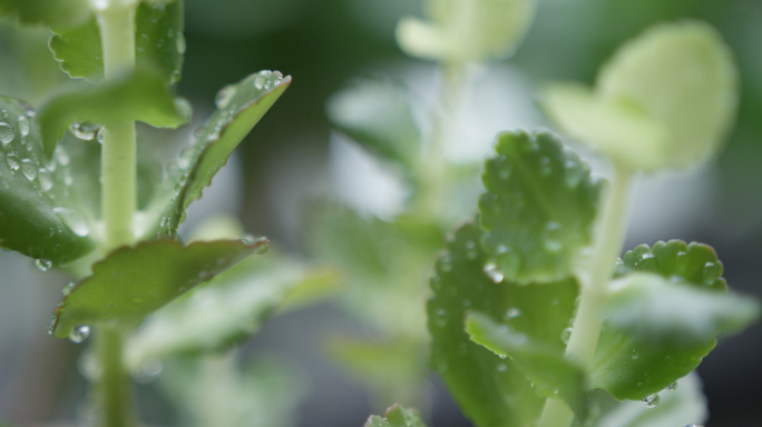 绿色植物 安静室内 室内绿植露珠，小清新