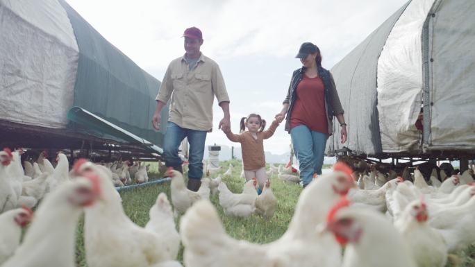 快乐无忧无虑的一家人在可持续农场的开阔牧场上散步，小鸡正在吃草。父母和小女儿照顾牲畜，同时为有机家禽
