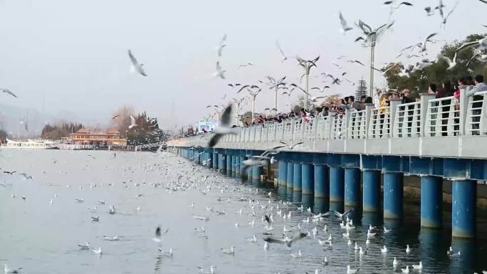 海鸥合集