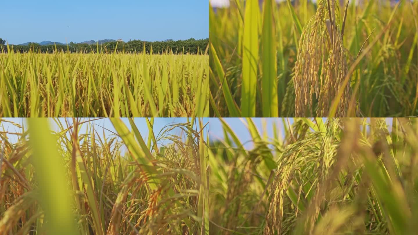 农业水稻稻田丰收田野