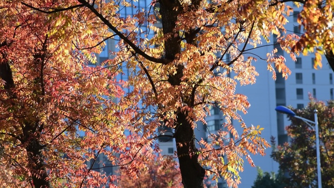 昆明北京路红叶秋景4