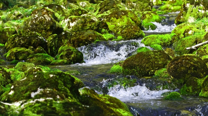 SLO MO DOLLY泉水流过布满苔藓的岩石