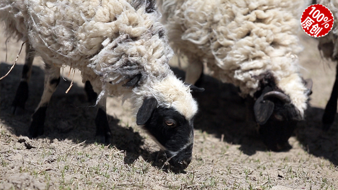 【V币】西藏高原乃钦康桑峰下的羊群