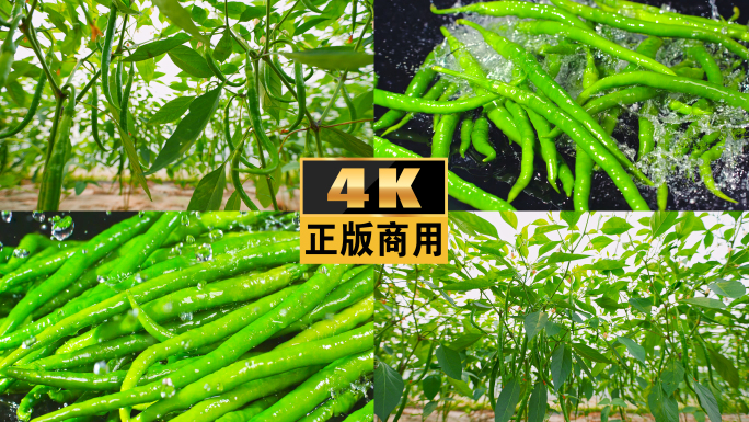 蔬菜大棚菜绿色青辣椒辣椒种植现代农业扶贫