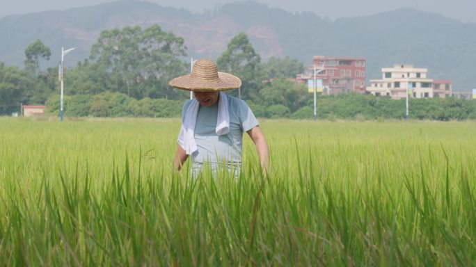 稻田