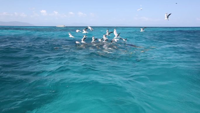 大堡礁海鸥